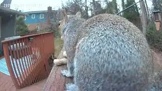 Bird Feeder Camera — January 14, 2026