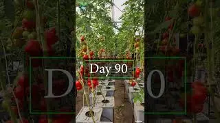 how to grow tomato 🍅 in hydroponics dutchbucket setup #hydroponics #terracegarden #inhydro #farming