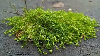 Procumbent Pearlwort: A Symphony of Botanical Euphony