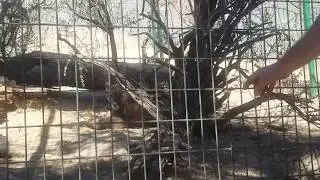 CA Mountain Lion // Puma close up view [Cat Haven]