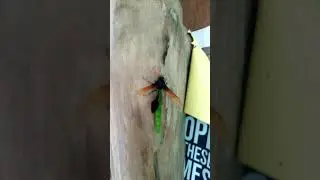 The Black Bee's preserve his food #shorts #elnidopalawan #insects