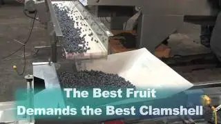 RunRite Blueberry Clamshells