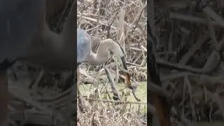 Great Blue Heron vs Snake Battle At Lake Apopka