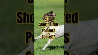 Can You Handle This High-Energy German Shorthaired Pointer? ⚡ #dogcoach #familydogbreeds #dogfacts