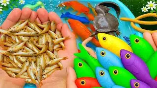 No Net Relaxing Fishing in Field &ndash; Catching Koi Fish, Crabs, Goldfish,  Koi Fish, Crabs & Turtles