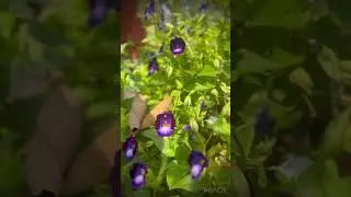 Micki mouse#Torenium#low maintenance flower#home garden