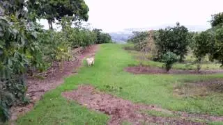 Happy Dog Running Around Kona Coffee Farm - English Cream Golden Retriever - Big Island, Hawaii