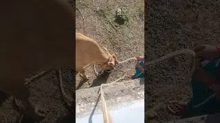 animals Drinking water 💦