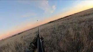 Kansas Late Season Wild Roosters
