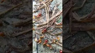 Termite Family #spider #insects #animals