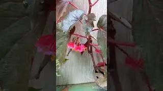 Beautiful Flowers in Full Bloom 🌸 | Nature Shorts