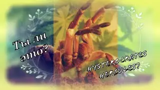 Немного о hysterocrates hercules !????/mif