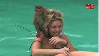 FUNNY MONKEY TEASE BEAUTIFUL GIRL IN SWIMMING POOL