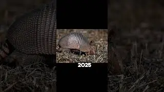 2025 Armadillo and 5000 bce Armadillo ।। crazy biology।। #shorts #shortsvideo