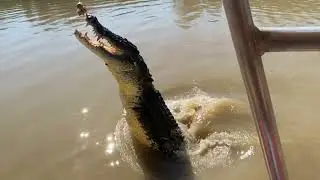 Jumping Crocodile cruise in Darwin 🇦🇺🐊