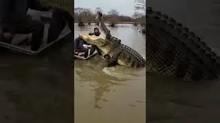 GIANT Alligator Attacks Fishermen&rsquo;s Boat 😱🐊 #alligator #shorts #wildlife #attack #fishing