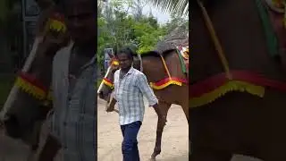 First Horse ride #shorts #settakaari
