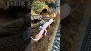COME tenere un GECO LEOPARDINO🦎🦎 #geco #eublepharismacularius #geckoleopard #leopardgecko #terrarium