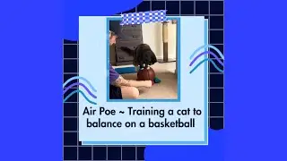 Cat training ~ a graded & errorless approach for Poe to balance on a basketball