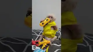 #shorts #shortsvideo #animals #wildlife #monkey #cutebaby #sophia #moggi