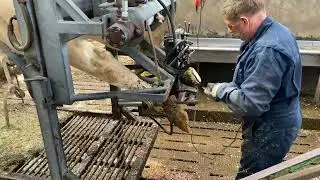 Special Robotic Machine for Lifting Cows Cowhoof Grinding and Cleaning 4K Pretty Girl Farming 2023