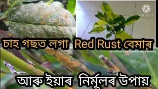 Red Rust in Tea