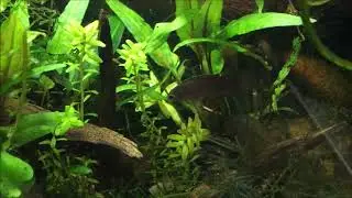 Asienbecken Badis ruber
