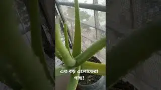 indoor tree. #aloevera #beautifulnature #dekhenibo