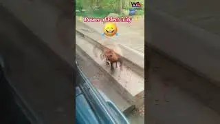 Poor Animal Got Electric Shock 😲 😢 #electrical