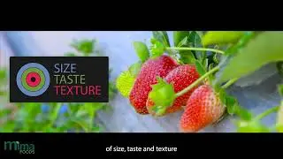 IQF Frozen Strawberries in Egypt