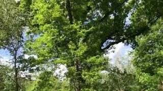 Tree Height Measurement with Drones