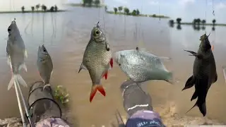 Fishing a lot of fishs by multi hook #mylifekh #fishlifekh #fishing