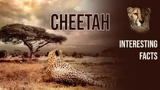 Cheetah Chronicles: Speed and Stealth #animal