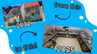 Guinea Pig Room Progress 2022 to 2025!