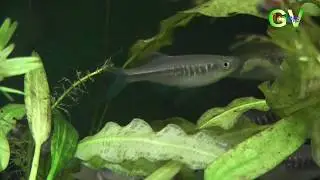 Devario cf. laoensis