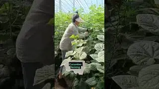Techniques To Grow High Yield Cucumbers #satisfying #shot