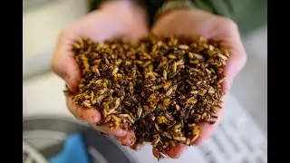 Hallway Feeds and Zinpro Partner for Proven Results