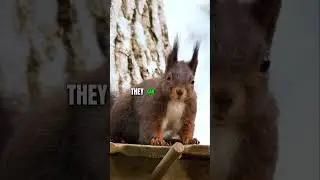 3 Surprising Facts About Squirrels You Probably Didn't Know! #shorts  #youtubeshorts #animalshorts