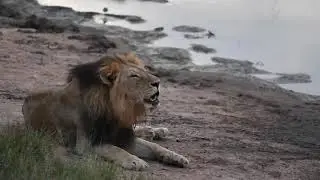 New lions and an EPIC Lion fight!! | The Virtual Safari #18