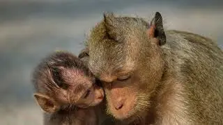 #monkey