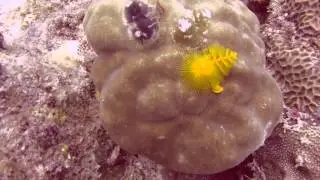 RED SCUBA @ PULAU AUR