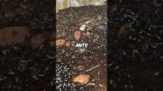 This Island of Ants is Terrifying (@adventorin)