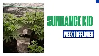 UPDATE!!! Sundance kid first week of flower! plant training turn out well.
