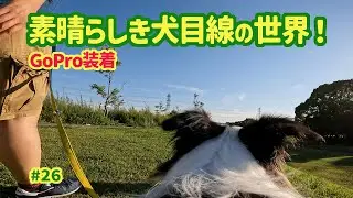 【ボーダーコリー】GoProを胴体に装着して犬目線の世界を堪能してみた！