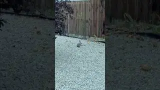 Jack rabbit loves my apples 😊