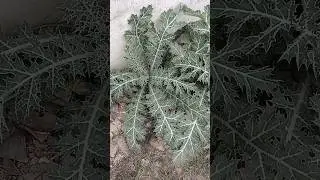 Argemone mexicana, pili katili , Papaveraceae family, dicot family