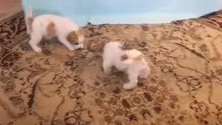 Jack Russell Mix Puppies for Sale