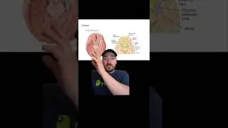 Temporal & Occipital Lobes