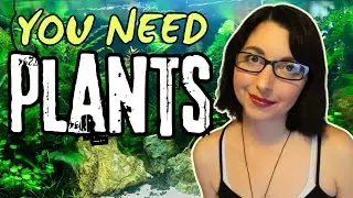 Why You Need a Planted Aquarium 🐠 The Benefits of a Planted Tank 🌿