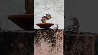 Feeding Squirrel ❤️ - Indian Squirrel EATING BIRD FOOD - Raw Rice #shorts #squrrel
